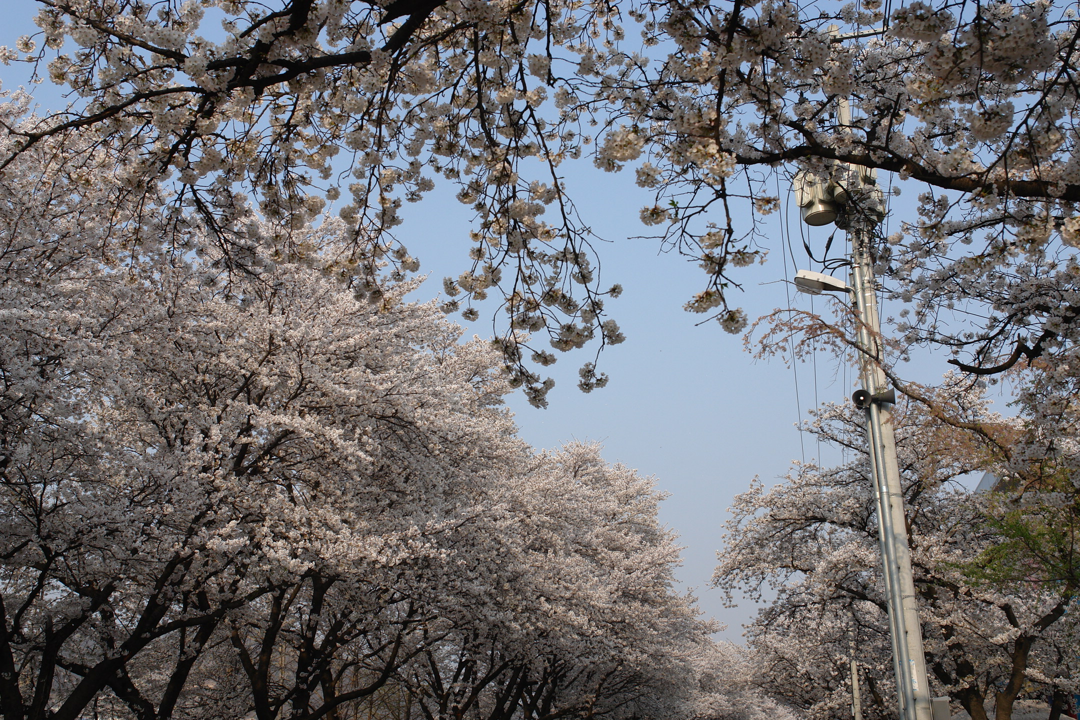 낙동강변 벚꽃, 이번 주말 절정!! 첨부사진