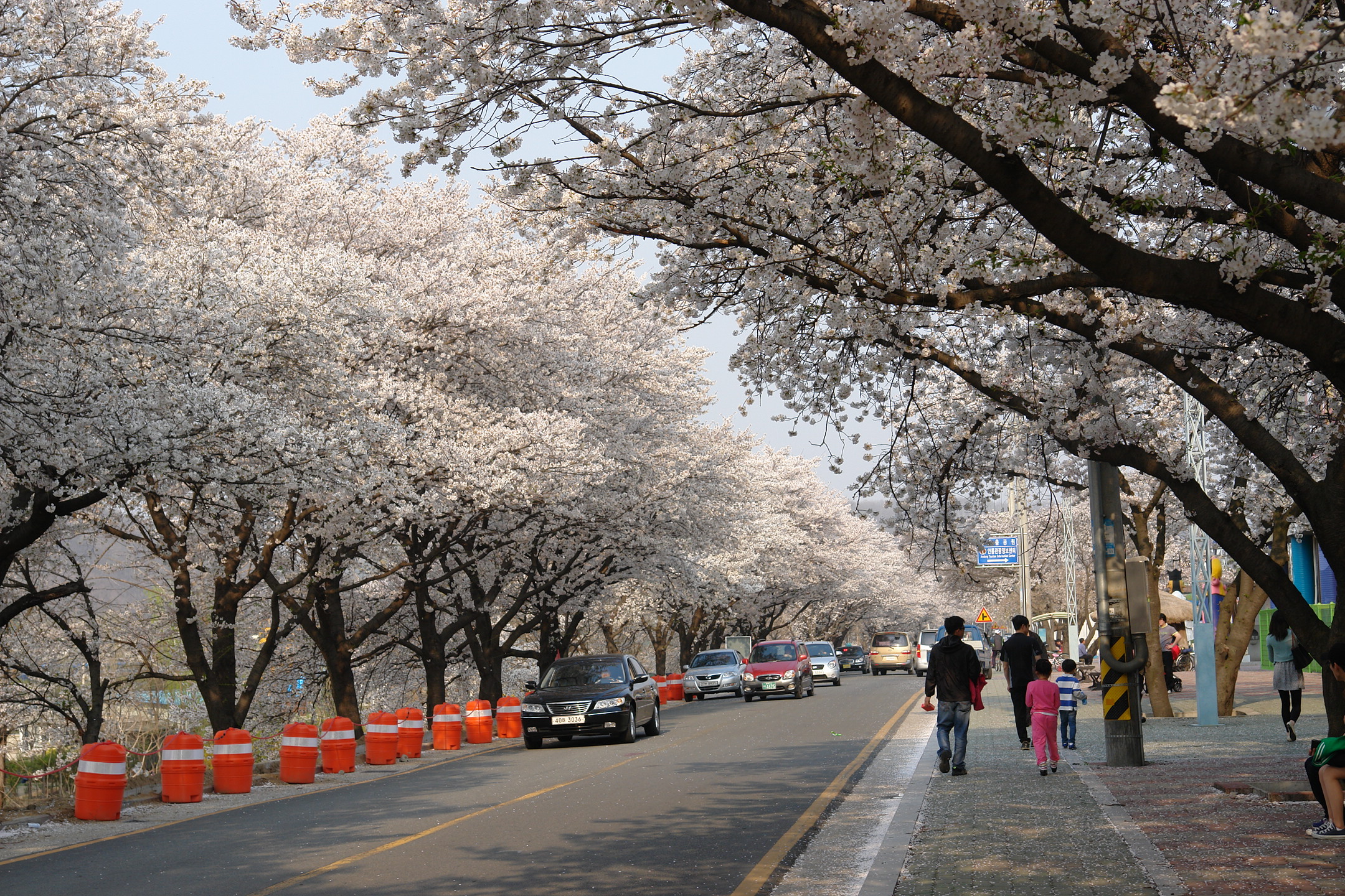 낙동강변 벚꽃, 이번 주말 절정!! 첨부사진