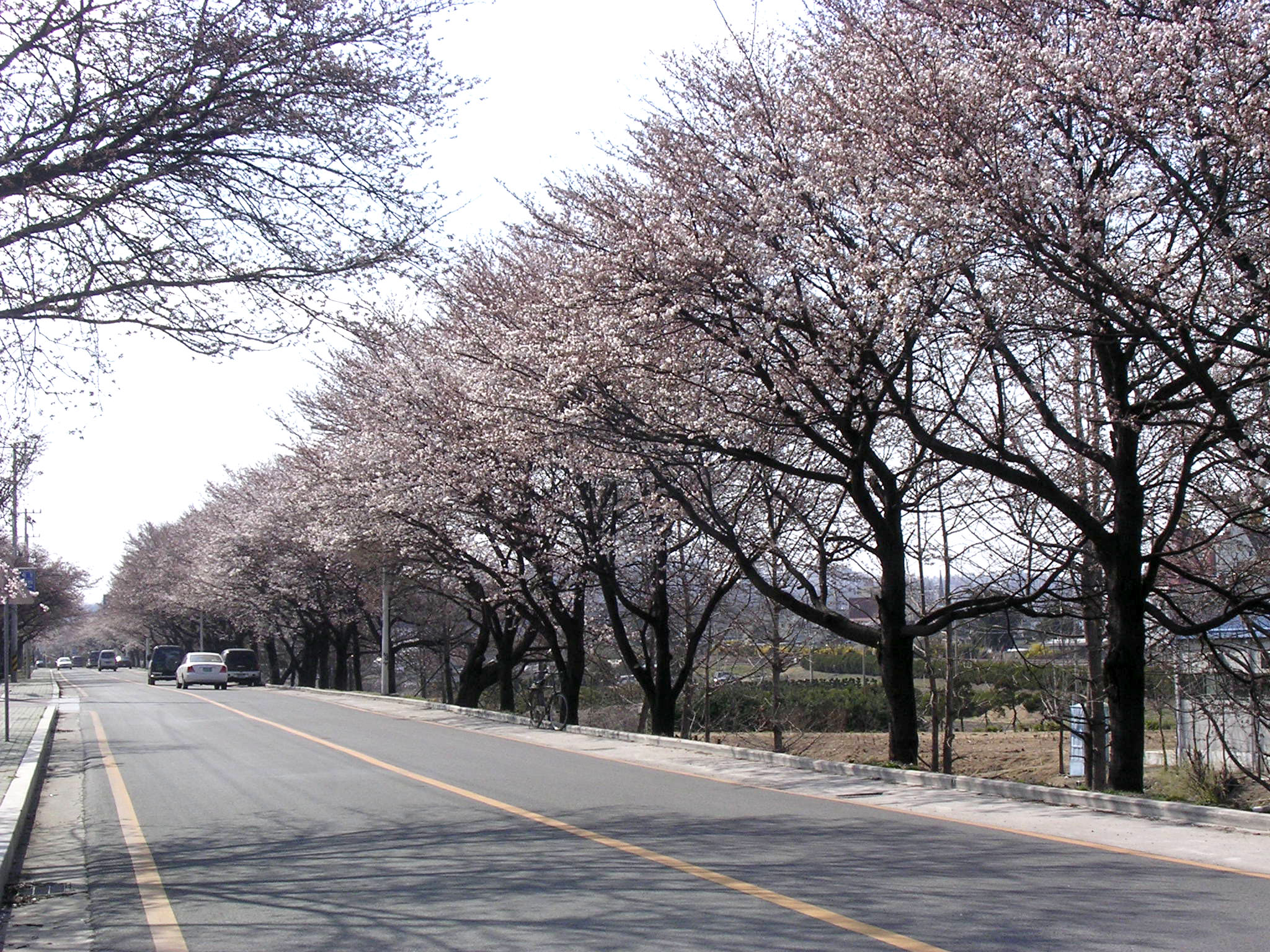 4월3일 벚꽃길 전경입니다.. 첨부사진