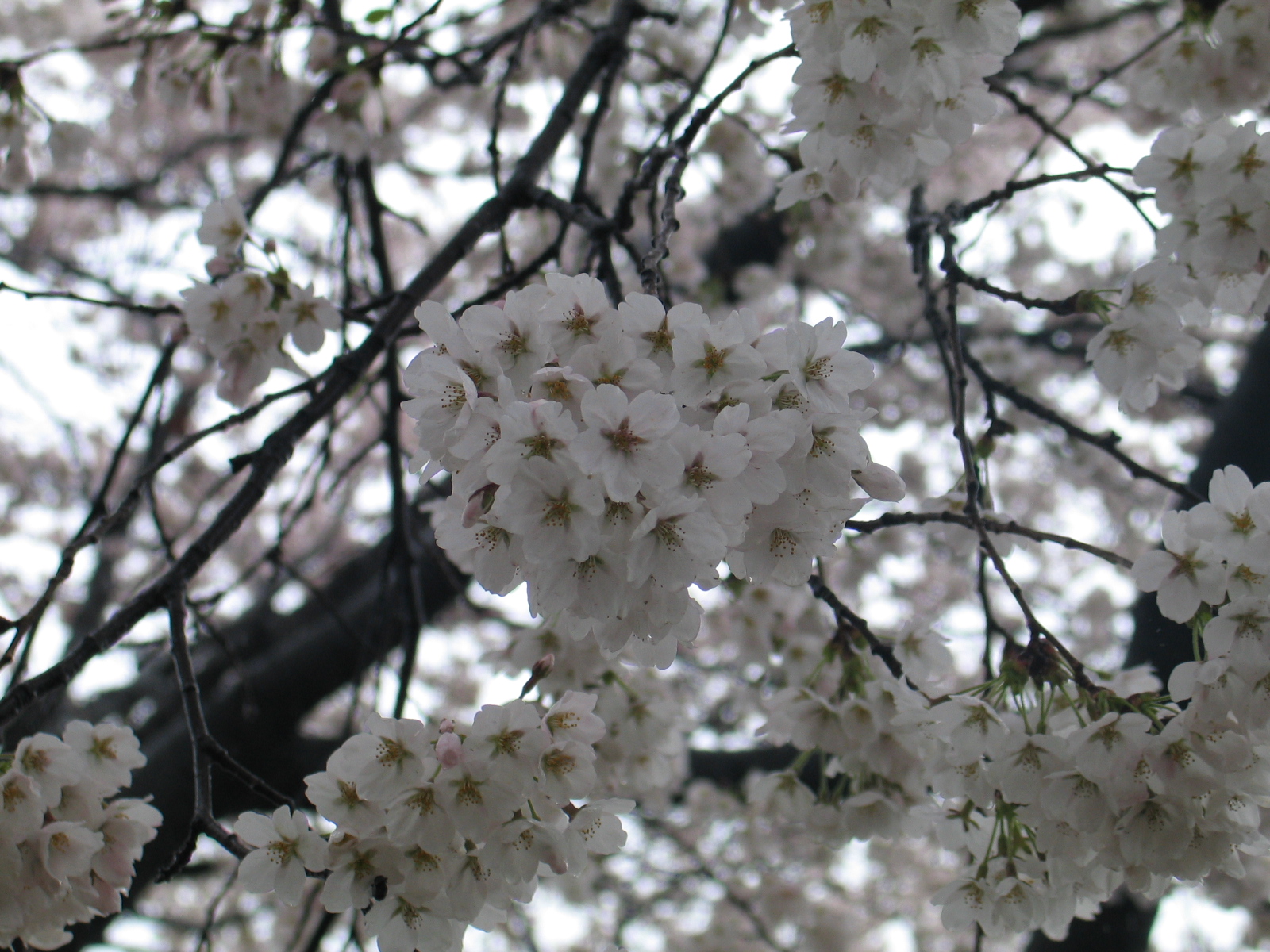 예쁘게 핀 벚꽃