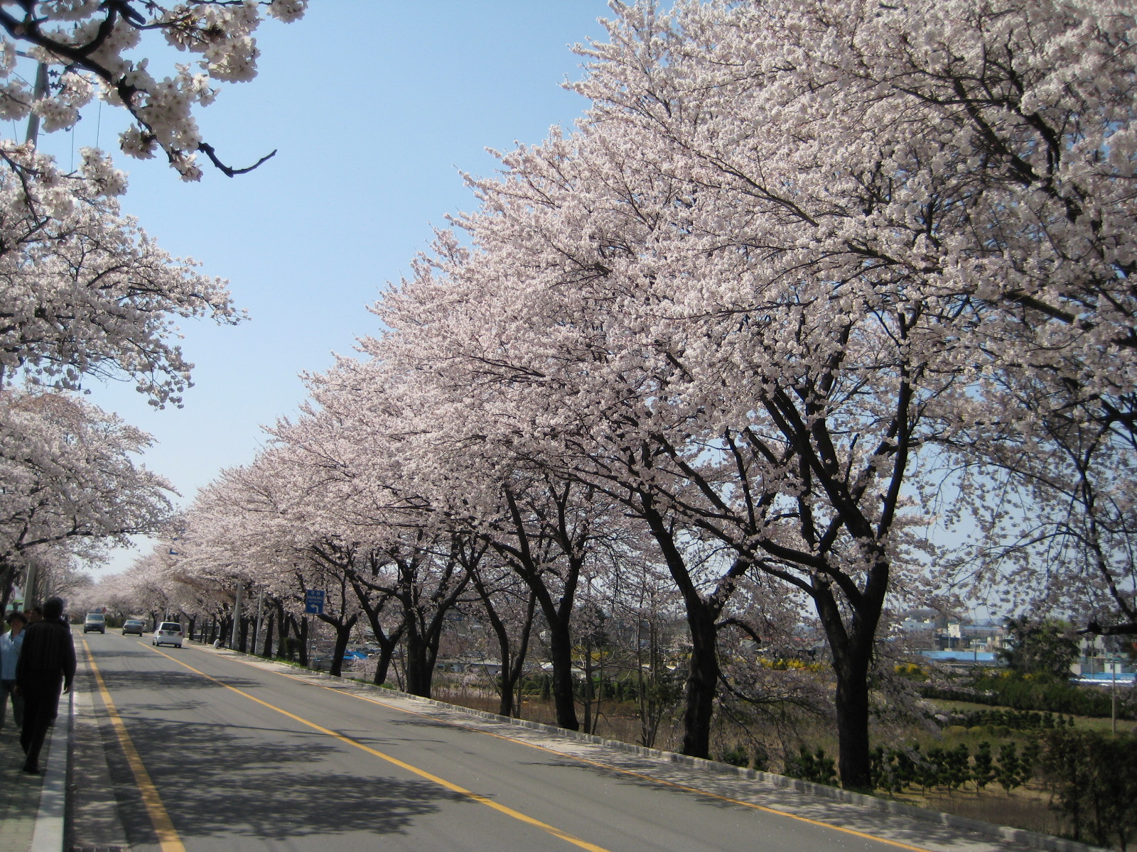 4월 8일 낙동강벚꽃길 풍경입니다. 첨부사진