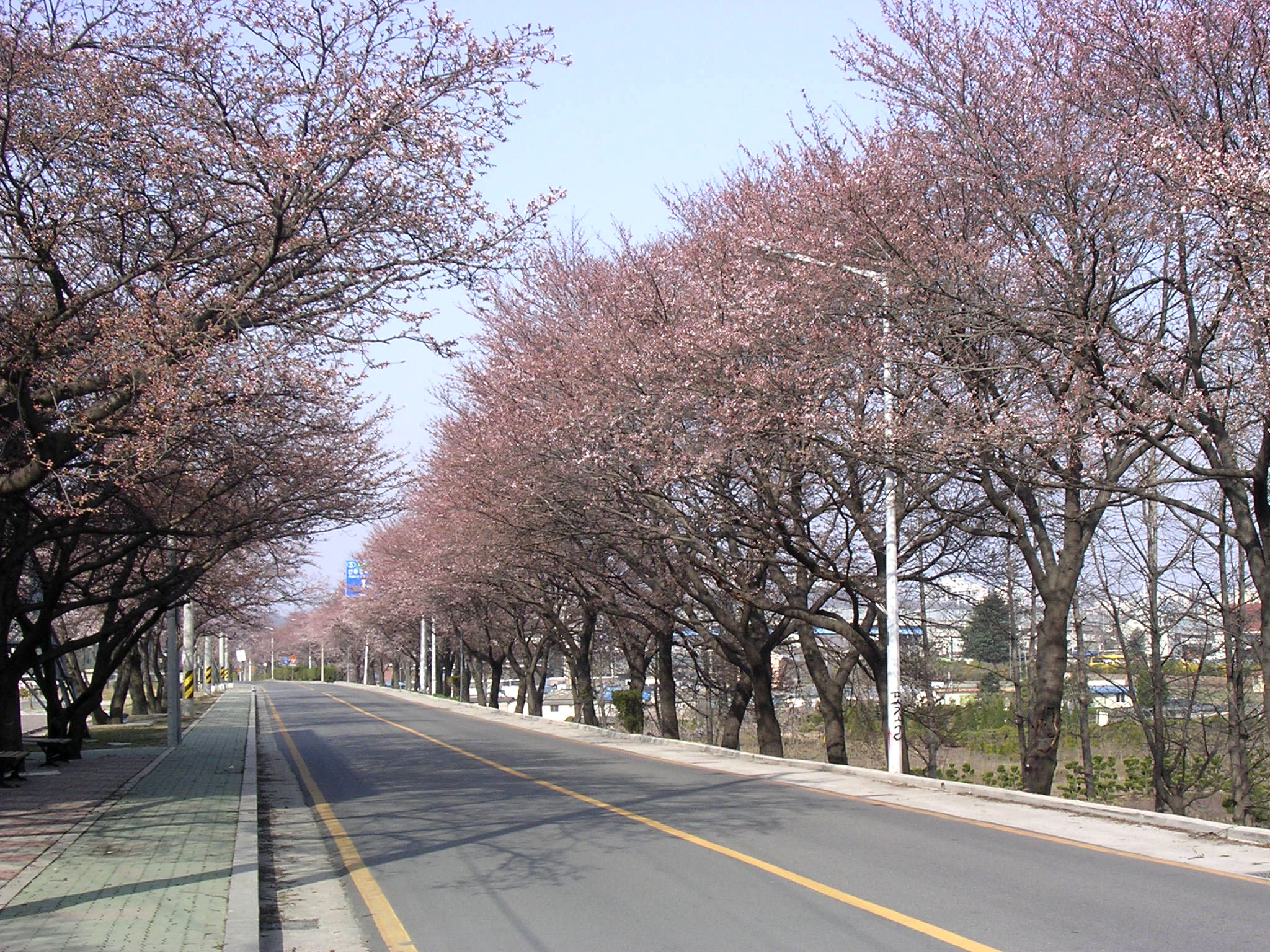 핀다핀다핀다~