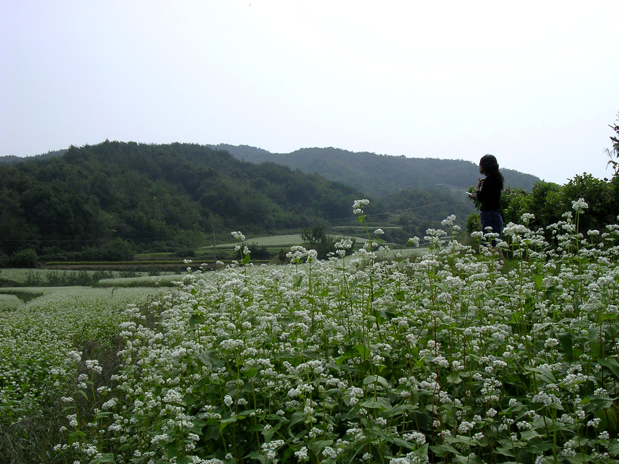 메밀꽃밭에서... 첨부사진