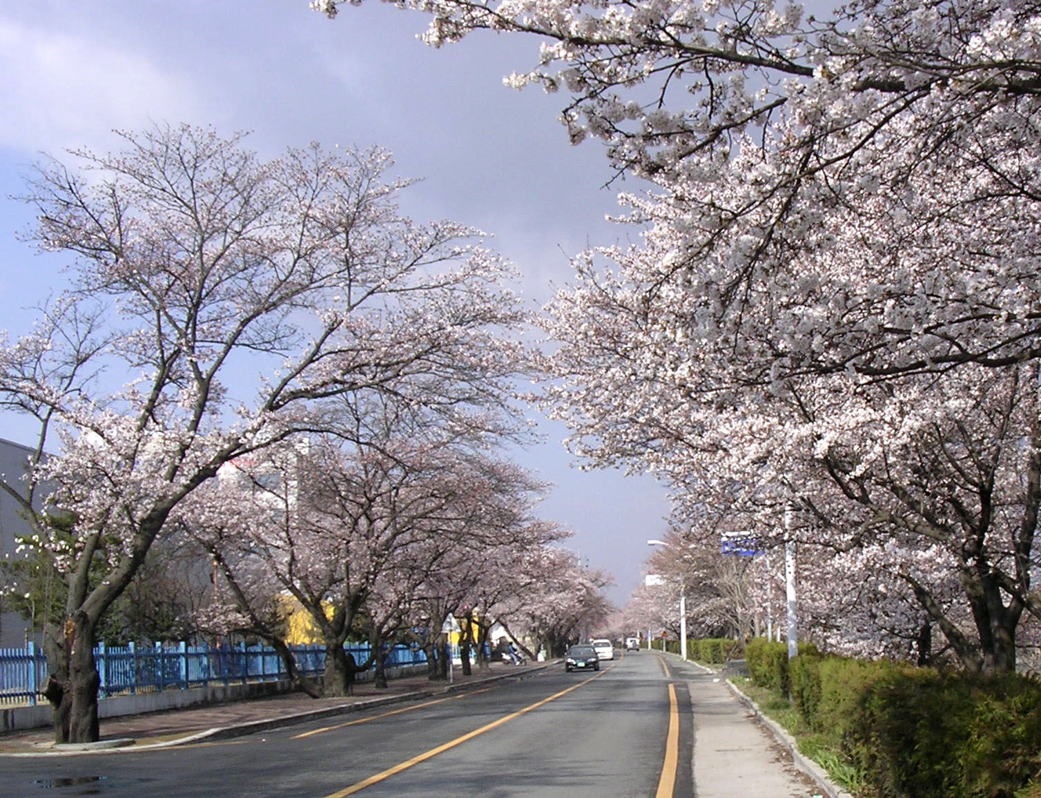 4월4일 아침 벚꽃길 입니다.... 첨부사진