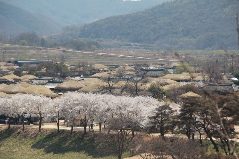 2014년 하회마을의 봄