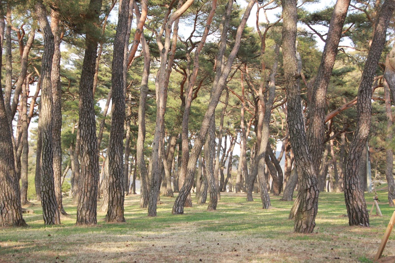 2014년 하회마을의 봄