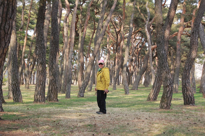 2014년 하회마을의 봄