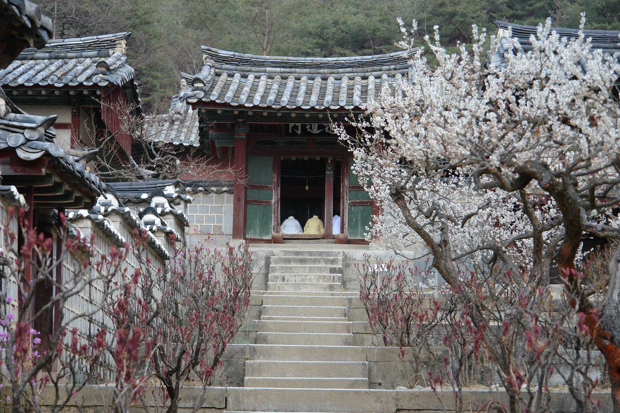 도산서원의  매화가 만개 하였습니다~ 첨부사진