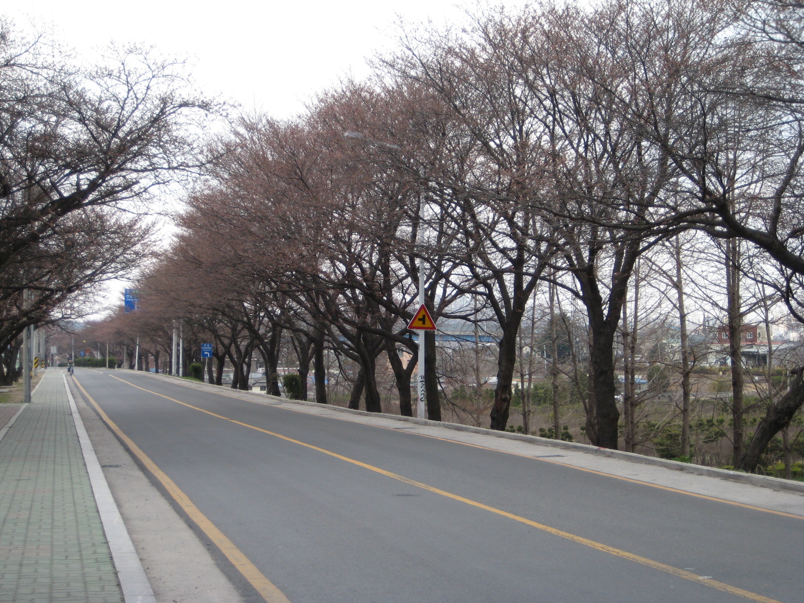 2009년 3월 30일 낙동강 벚꽃길