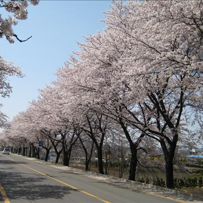 4월 8일 낙동강벚꽃길 풍경입니다. 첫번째 사진