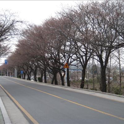 2009년 3월 30일 낙동강 벚꽃길 첫번째 사진