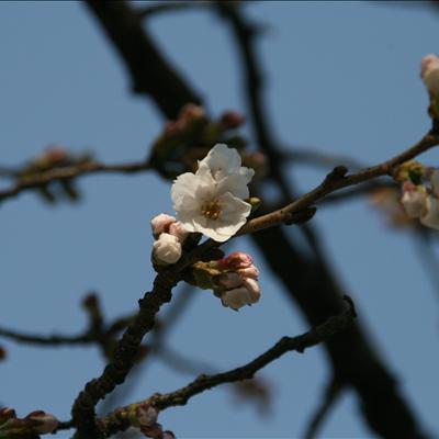 4월 2일 벚꽃개화 현황 첫번째 사진