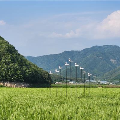 2023 청보리밭 축제 첫번째 사진