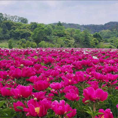임동 숲당 작약꽃단지 첫번째 사진