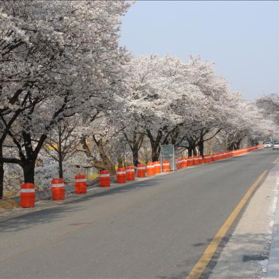 낙동강변 벚꽃, 이번 주말 절정!! 첫번째 사진