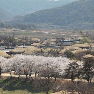 2014년 하회마을의 봄 첫번째 사진