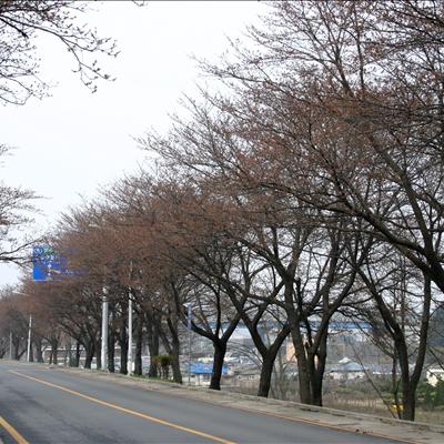 2007년 낙동강 벚꽃길 생중계 시작~ 첫번째 사진