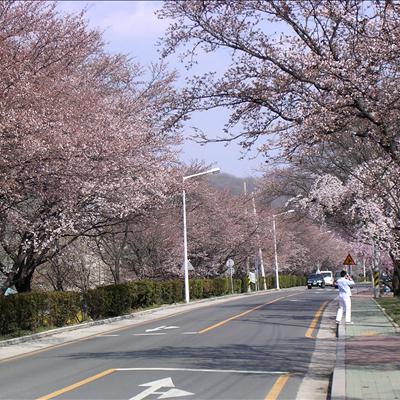 4월2일 오후 낙동강 벚꽃길.. 첫번째 사진