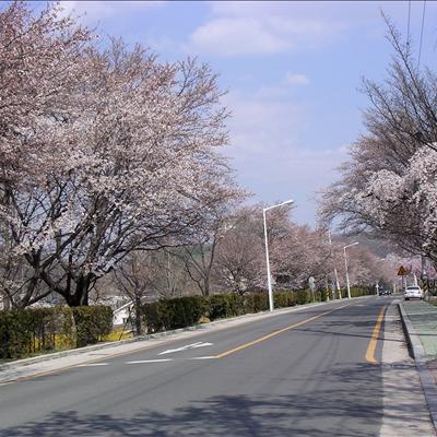 4월3일 벚꽃길 전경입니다.. 첫번째 사진