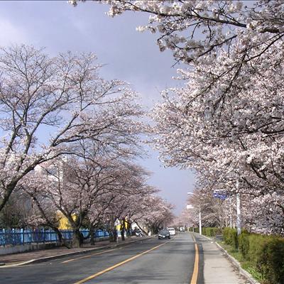4월4일 아침 벚꽃길 입니다.... 첫번째 사진