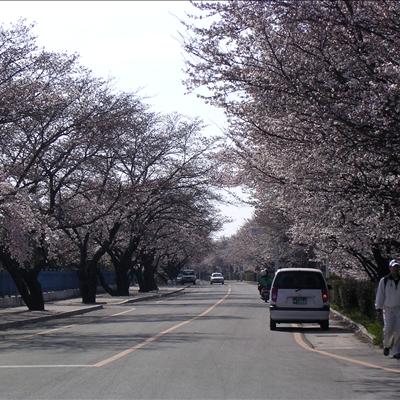 4월 4일 오후 벚꽃길 입니다. 첫번째 사진