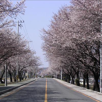 4월 5일 낙동강 벚꽃길 입니다.. 첫번째 사진