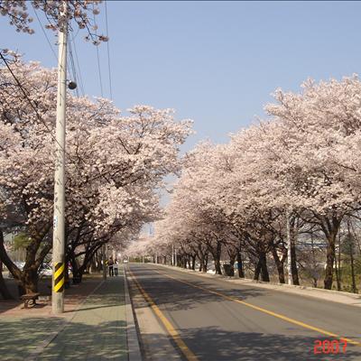 4월 9일 만개한 벚꽃 첫번째 사진
