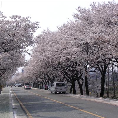 꽃비가 내리는 벚꽃길 첫번째 사진