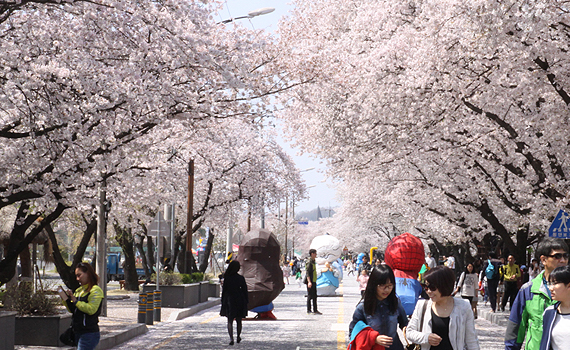 강변의 벚꽃유 사진