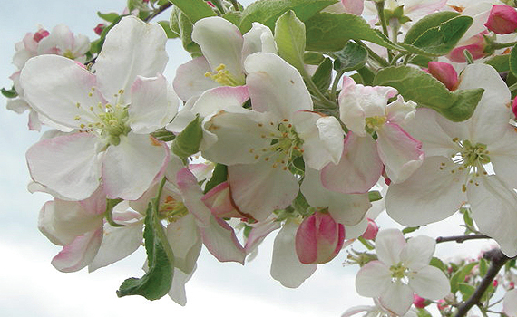 길안 사과꽃 사진