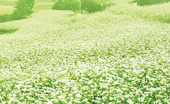 하얀눈꽃, 메밀꽃 사진