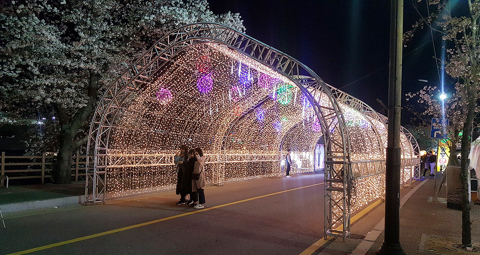 안동벚꽃축제 사진