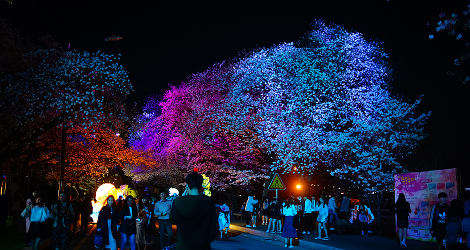 Andong Cherry Blossom Festival