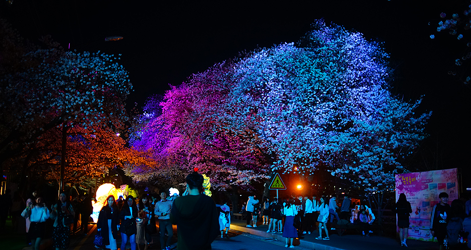 安東桜祭り