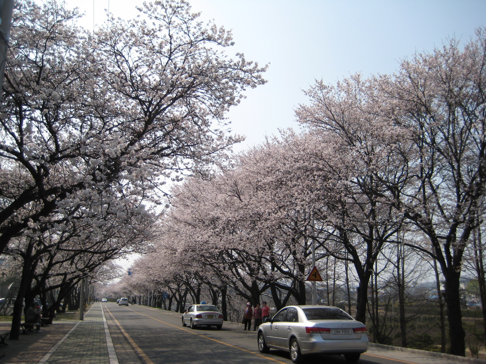 4월6일 벚꽃개화현황입니다. 첨부사진