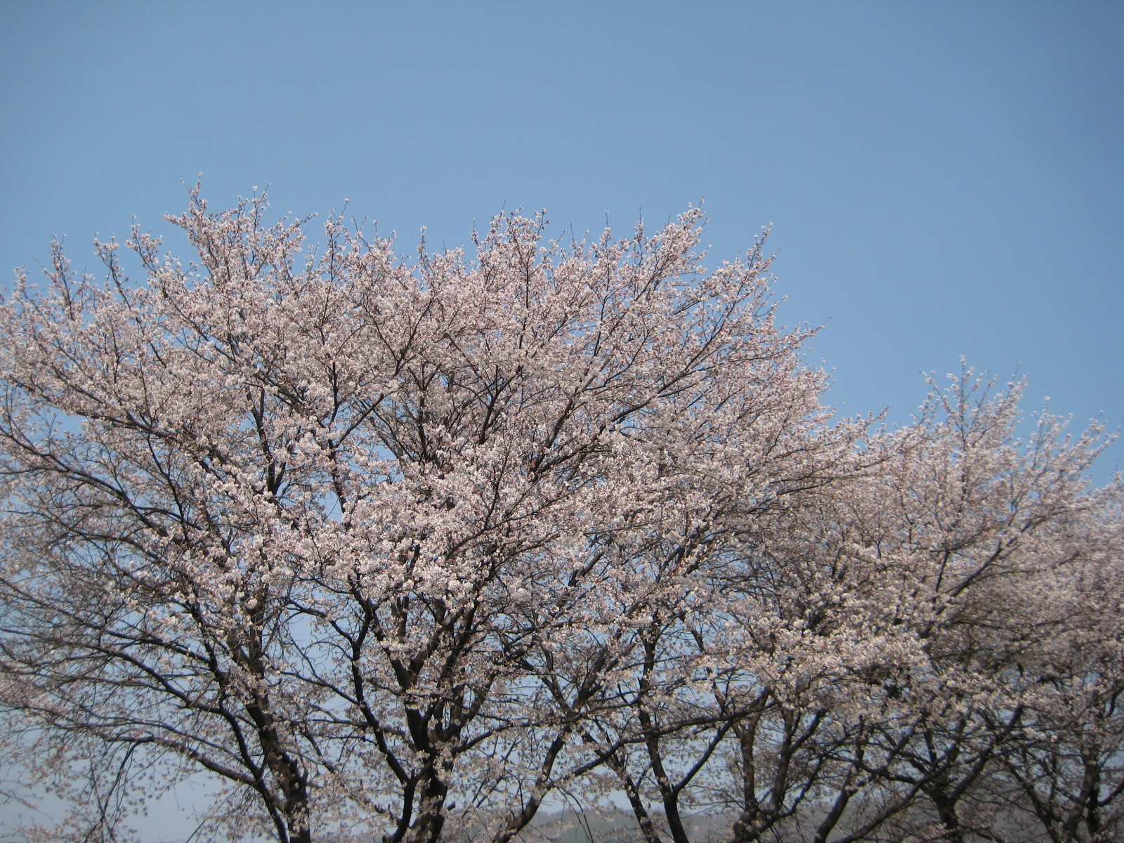 4월6일 벚꽃개화현황입니다. 첨부사진