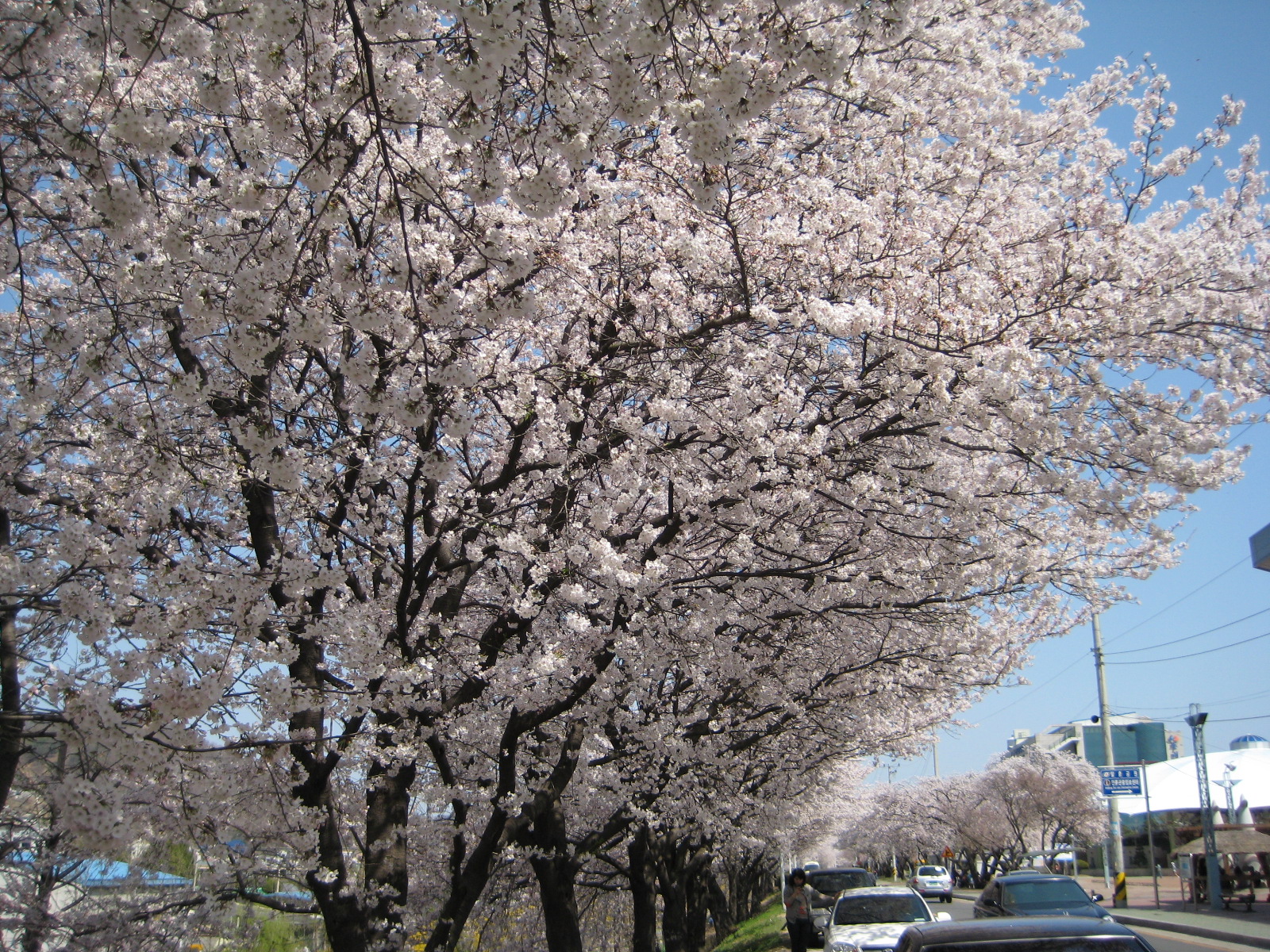 4월 8일 낙동강벚꽃길 풍경입니다. 첨부사진