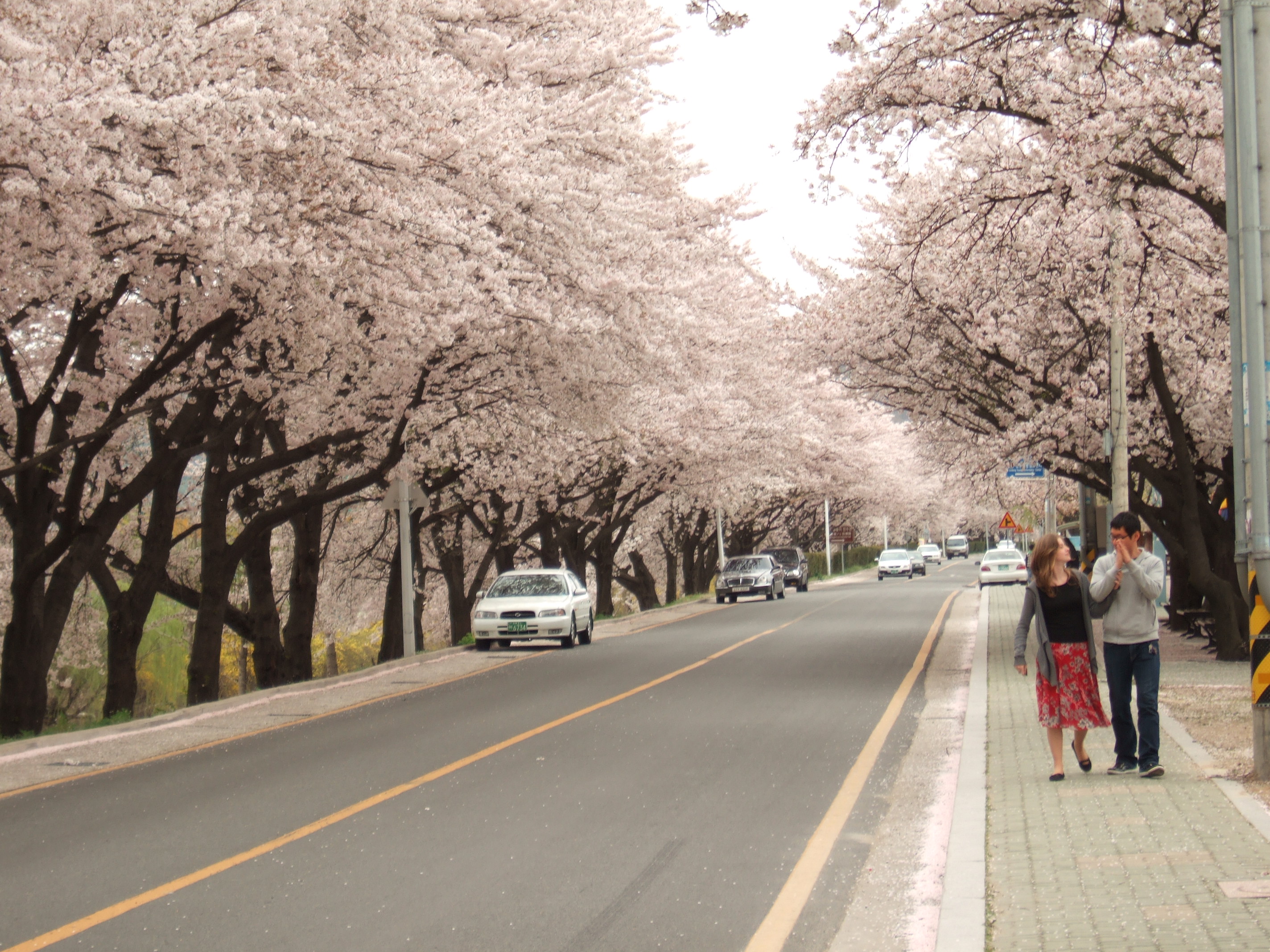 낙동강변 벚꽃길. 첨부사진