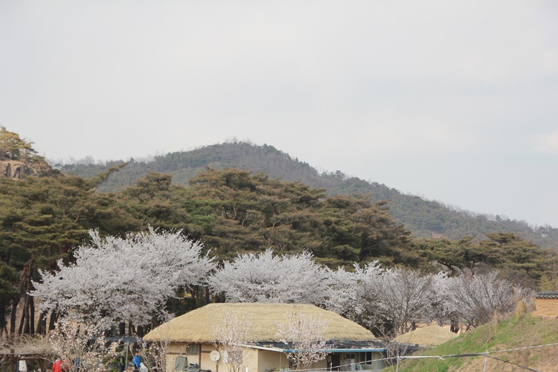2014년 하회마을의 봄 첨부사진