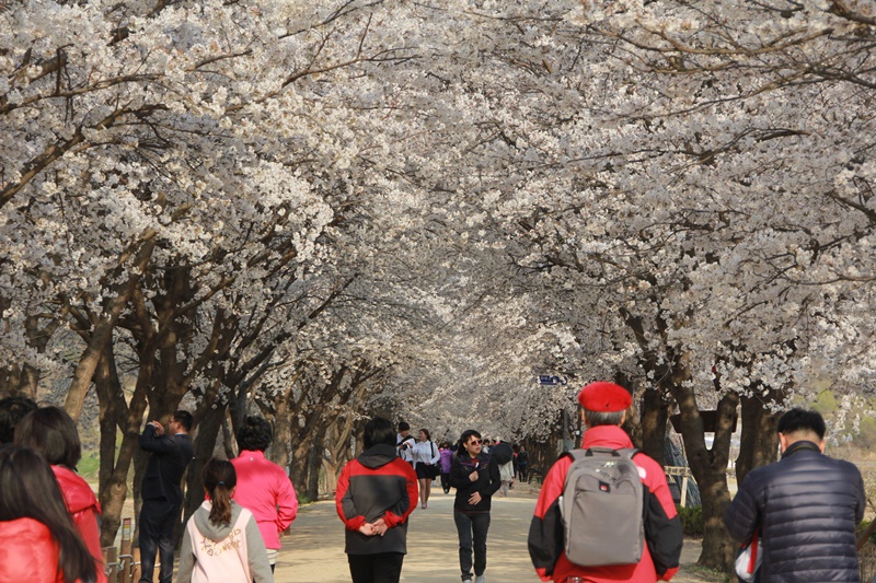 2014년 하회마을의 봄 첨부사진