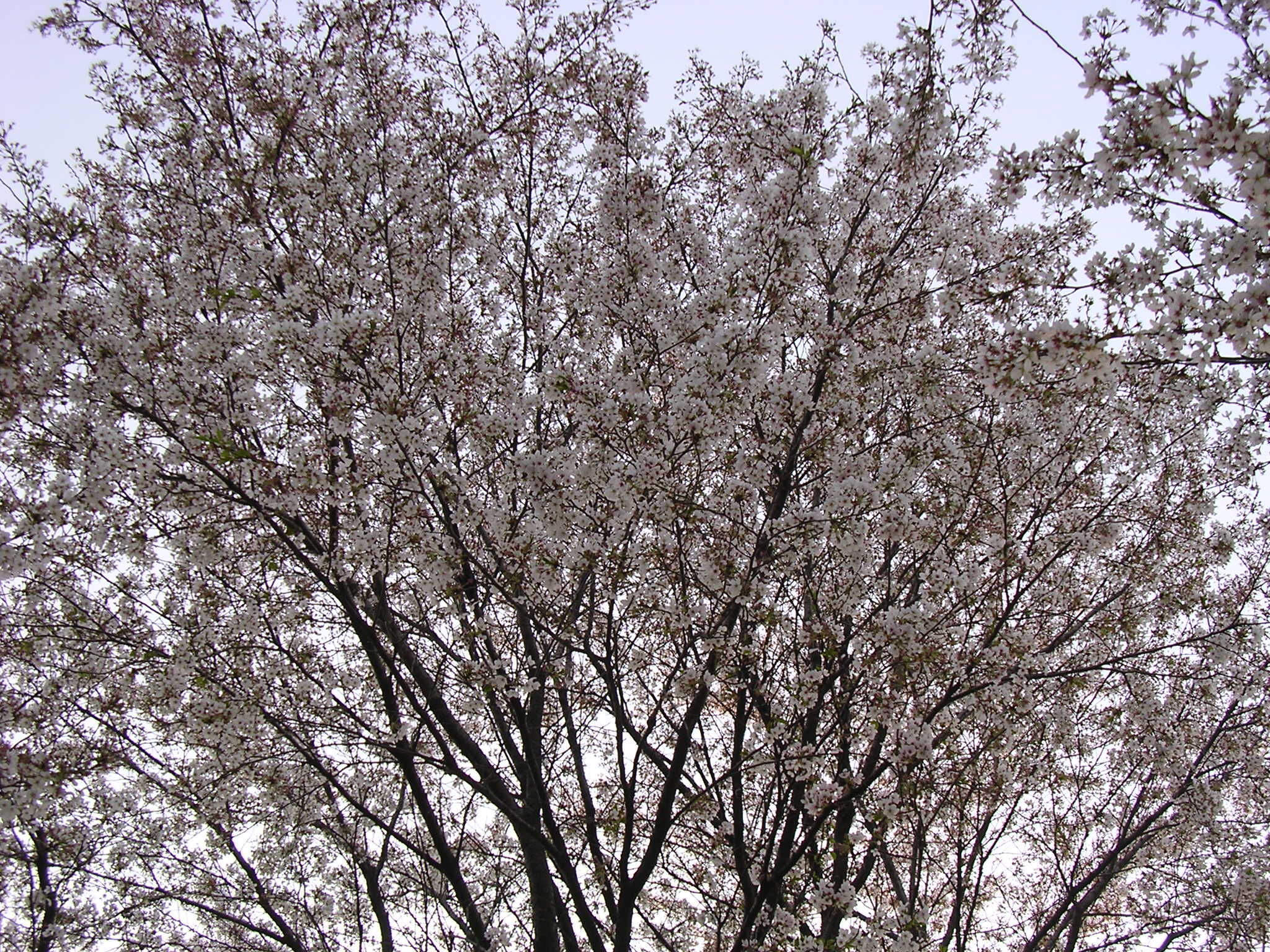 4월 18일 오후... 낙동강 벚꽃길 첨부사진