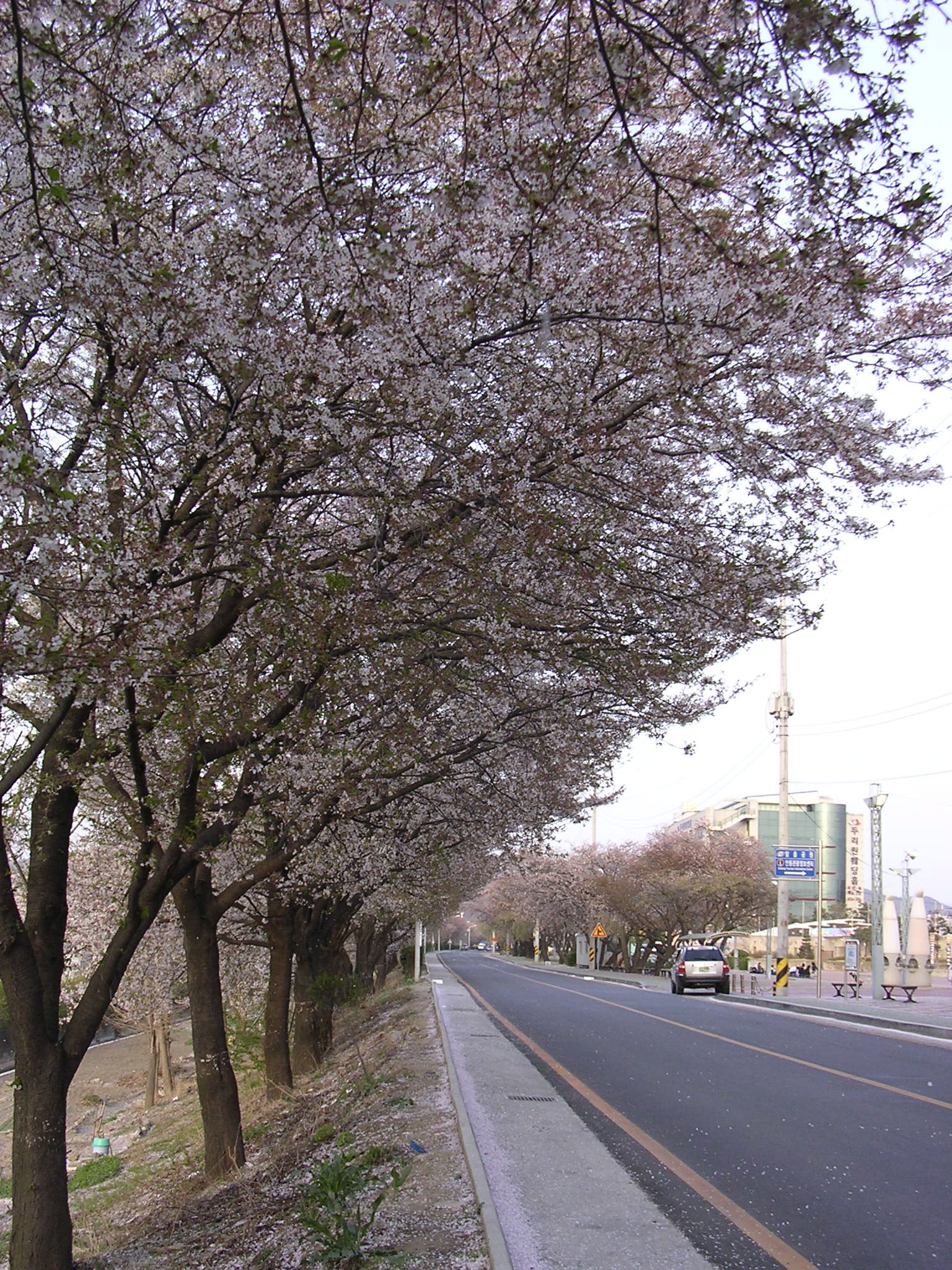 4월 18일 오후... 낙동강 벚꽃길 첨부사진