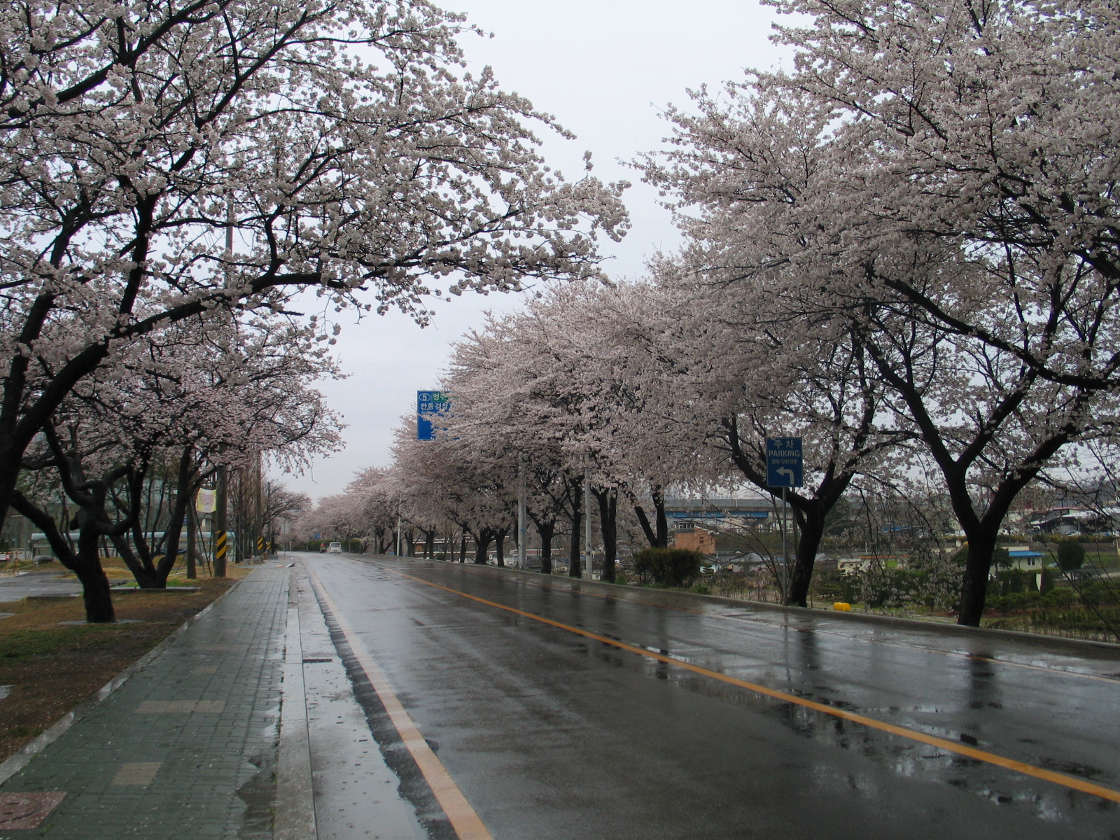 4월 11일 벚꽃길 풍경 첨부사진