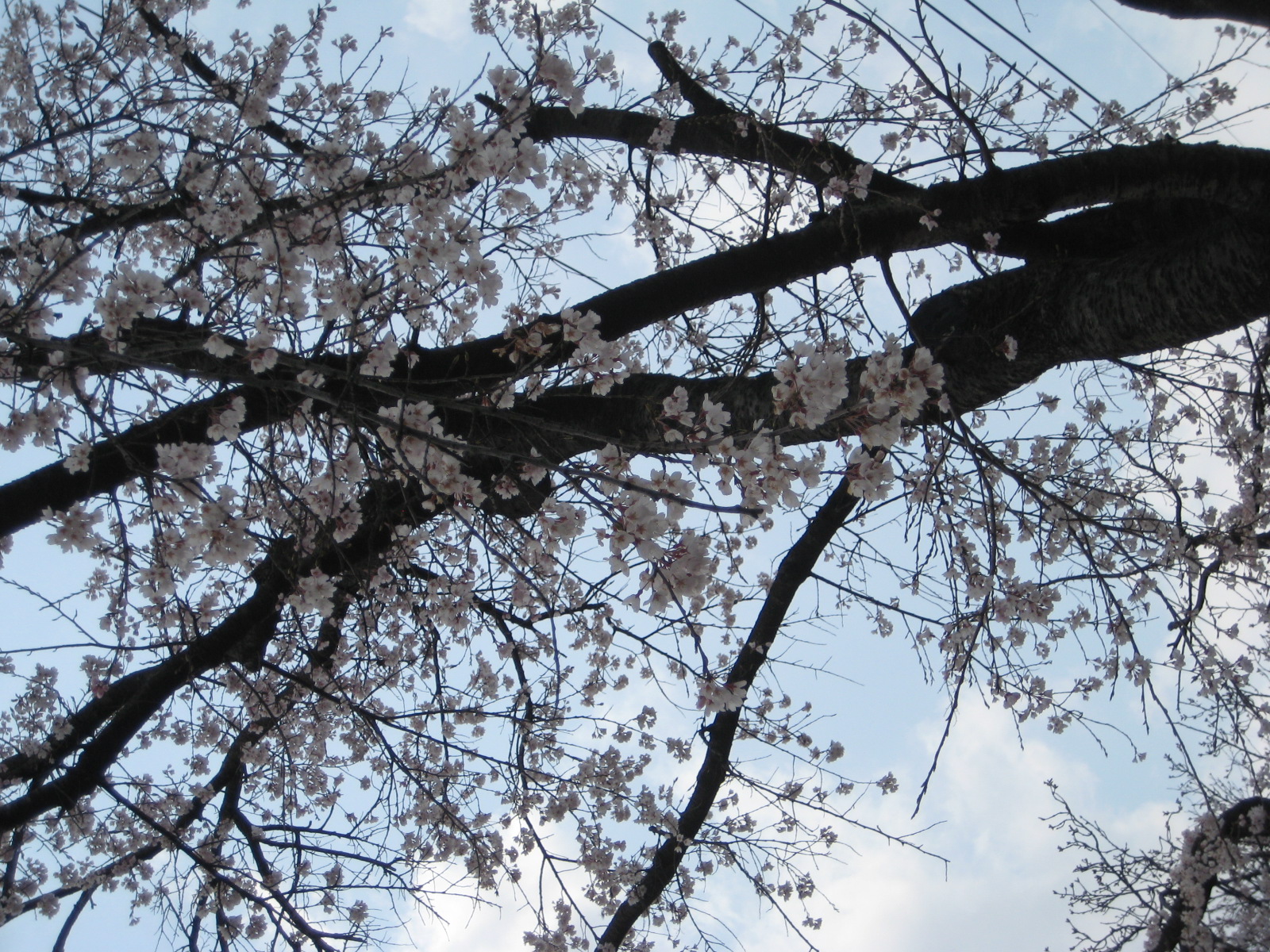 2009년 3월 30일 낙동강 벚꽃길 첨부사진