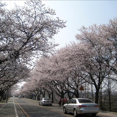 4월6일 벚꽃개화현황입니다. 첫번째 사진