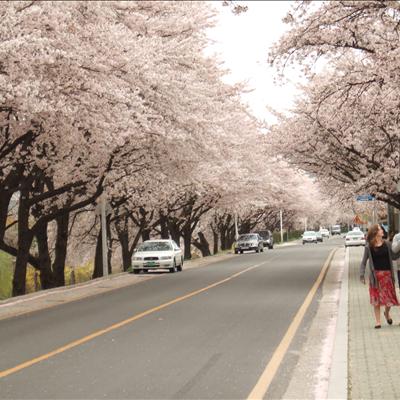 낙동강변 벚꽃길. 첫번째 사진