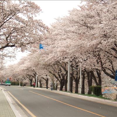 벚꽃축제 안내~ 첫번째 사진