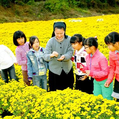 2011 안동서후 봉정사 국화대향연, 2011 안동학가산 산약(마) 건강축제 안내 첫번째 사진