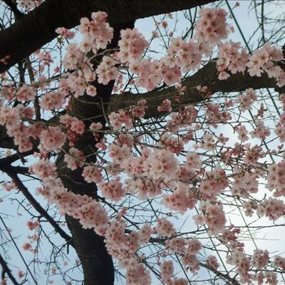 4월 7일 벚꽃길 정보입니다~~ 첫번째 사진