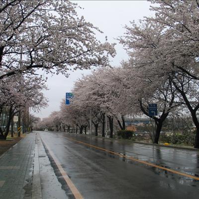 4월 11일 벚꽃길 풍경 첫번째 사진